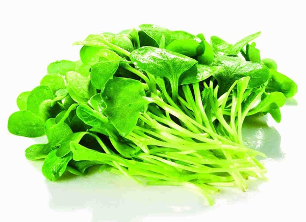 谚语中“春吃芽“的奥秘你知道吗?